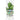 Basilicum