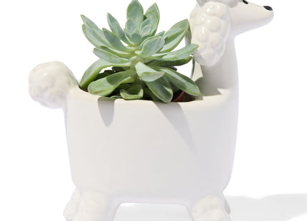 plantenpot poedel mini