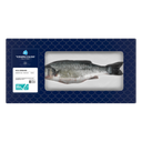 Fischspezialist Ganzer Seebarsch