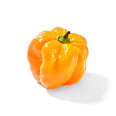 Pfeffer (vers)