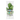 Basilicum
