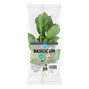 Basilicum